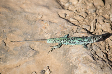 lagartija