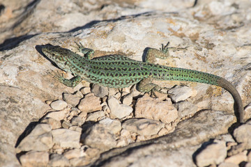 lagartija