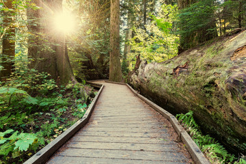 Fototapeta premium Boardwalk in forest