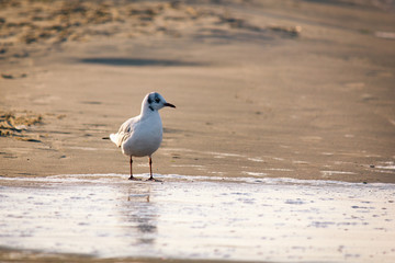 Lachmöwe in der Dämmerung am Strand