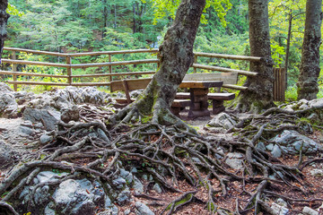 Array of roots mixed in a huge tangle on the rocks.