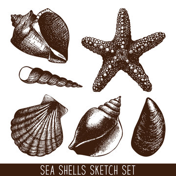 hand drawn sea shell sketch collection