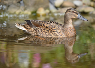 Mallard Duck swimmimg - reflection in water