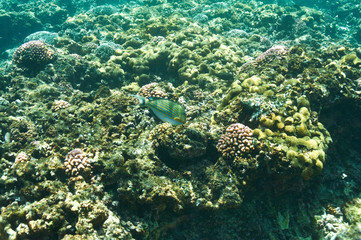 Coral reef and fish