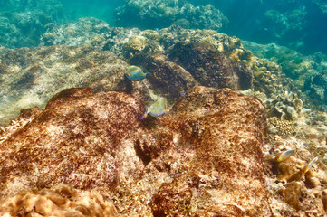 Coral reef and fish