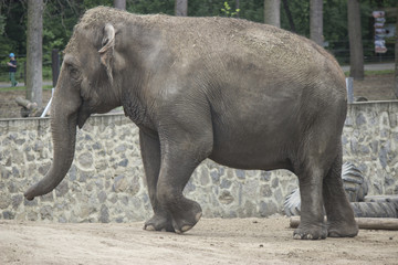 Fototapeta premium Elephant