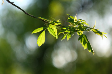 Green leaves background