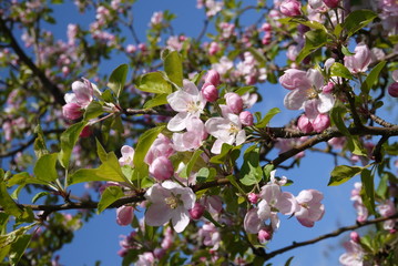 Baumblüte © BirgitMundtOsterw.