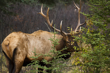 Bull Elk Feeding