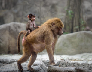 Baby Hamadryas baboon riding on a back of its mom