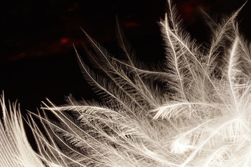 Obraz premium Black and white photo of rooster feather with details and reflexions