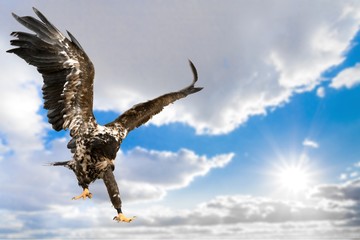 Hawk, Bird, Eagle.