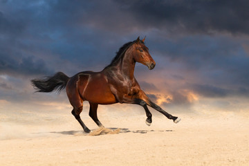 Bay stallion horse playing in sandy field against sunset sky 
