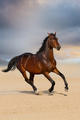Bay stallion horse playing in sandy field against sunset sky 