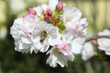 Zierkirsche in voller Blüte mit einer Biene © Isabelle de Silésie
