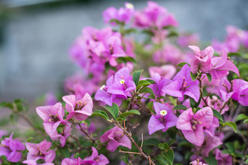 Pink bougainvillea blooms in the garden, soft focus