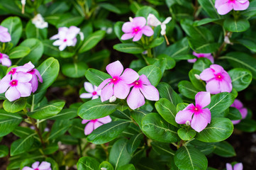 Pink periwinkle in garden