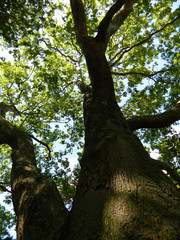 Obraz premium arbre