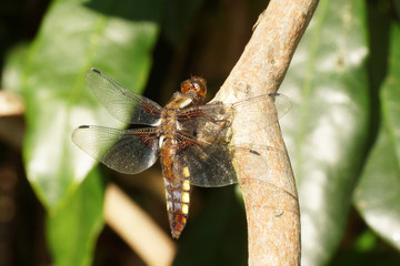 Broad-bodied Chaser