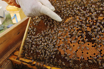 Working bees in honeycombs. Beekeeping