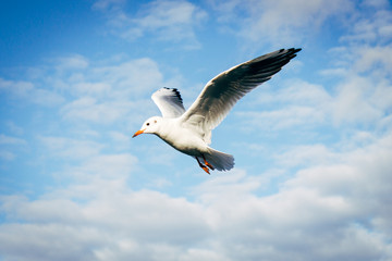Lachmöwe im Flug vor blauem Himmel