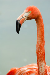 pink flamingo portrait