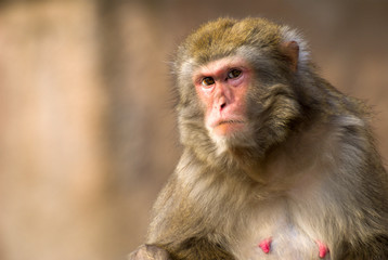 macaque monkey portrait