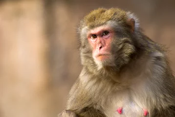 Papier Peint photo Singe portrait de singe macaque