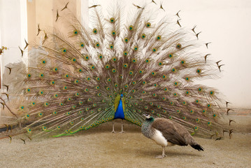 Fototapeta premium Male peacock tail spread tail-feathers