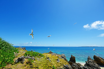 南国の美しいビーチと紺碧の空
