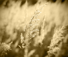 grunge background of feather grass against sun