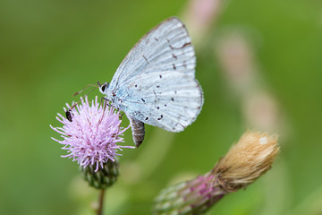 Faulbaum-Bläuling auf Acker-Kratzdistel / Holly blue on Ambrosia