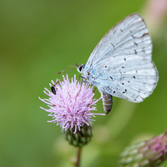 Faulbaum-Bläuling auf Acker-Kratzdistel / Holly blue on Ambrosia