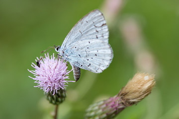 Faulbaum-Bläuling auf Acker-Kratzdistel / Holly blue on Ambrosia