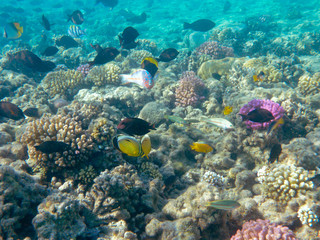 Naklejka na ściany i meble Tropical Fish and Coral Reef in Sunlight