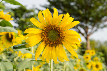 sunflower field