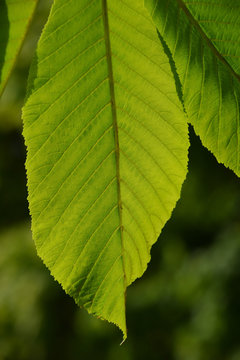 One horse chestnut textured green leaf in back lighting on green