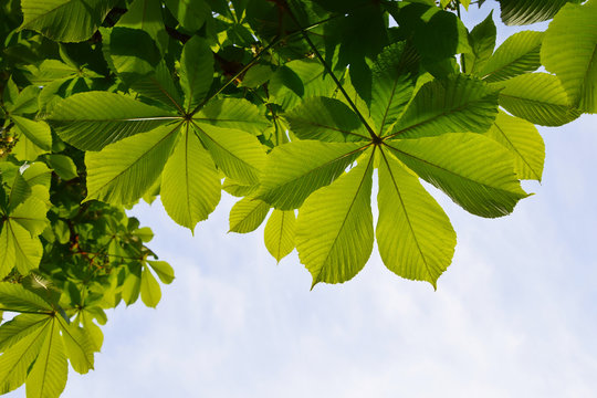 Translucent and green horse chestnut leaves in back lighting on