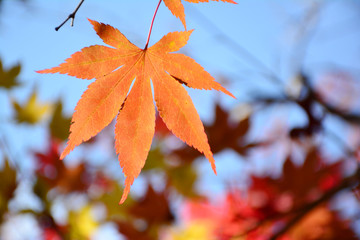Orange maple leaves.