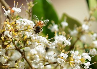 Honey Bee