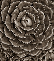 Cactus in The southwest America in Black and White