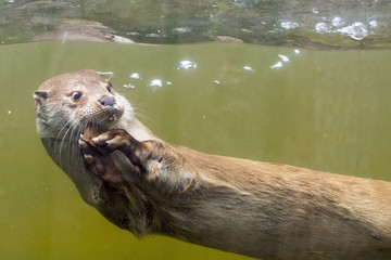 European otter (Lutra lutra lutra)