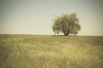 Single tree in an open grassy field meadow.
Sepia tone.