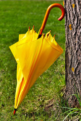 Yellow umbrella against the tree