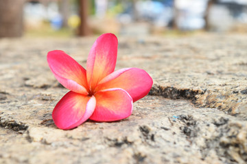 pink and yellow of plumeria flowers on stone