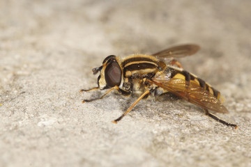 hover fly, hover-fly