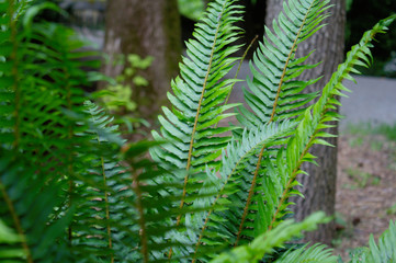 Fern in a forest