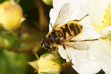hover fly, hover-fly