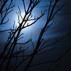 Full moon in foggy dark night, naked leafless trees silhouettes