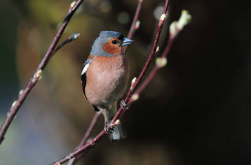 Chaffinch
